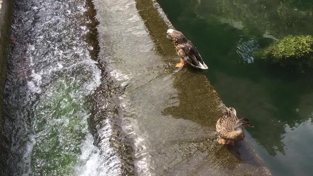 Un couple de canard se prom&egrave;ne &agrave; cot&eacute; d&rsquo;un petit barrage qui transforme une rivi&egrave;re tranquille en un torent d&rsquo;eau vive.