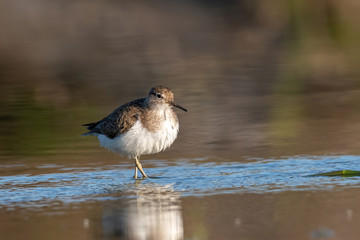 Actitis hypoleucos bird of Scolopacidae family on beach