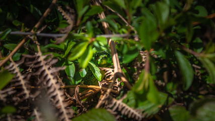 Fototapeta na wymiar Western green lizard