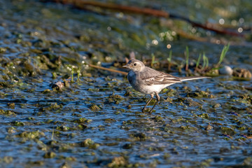 Beautiful nature scene with White wagtail (Motacilla alba)