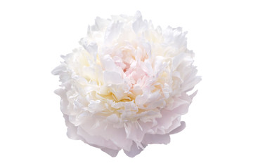 white peony flower isolated on white background