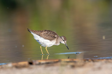 Sandpiper, Wood sandpiper (Tringa glareola)