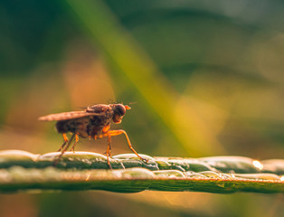 Fly