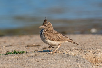 Crested Lark or Galerida Cristata outdoor in nature