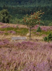 Parkbank in Lüneburger Heide