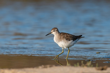 Sandpiper, Wood sandpiper (Tringa glareola)
