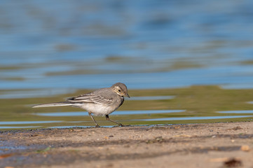 Beautiful nature scene with White wagtail (Motacilla alba)