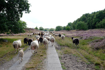 Schafe in einer Heidelandschaft