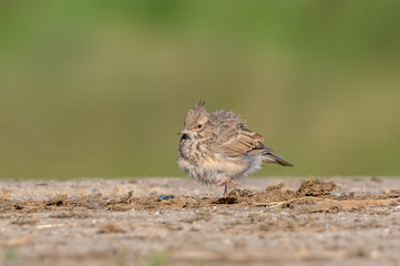 Crested Lark or Galerida Cristata outdoor in nature