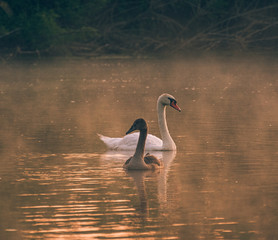 Swan