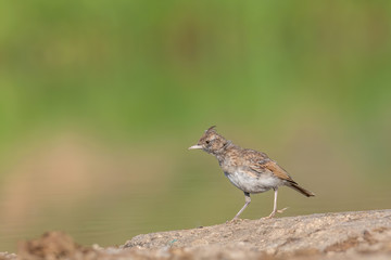 Fototapeta premium Crested Lark or Galerida Cristata outdoor in nature