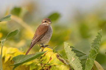 Close up of  Red-backed shrike (Lanius collurio) in nature