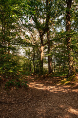 Fototapeta premium I Found a S-Curve in the Forrest