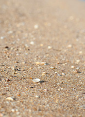 Fototapeta na wymiar Small white shell on a sandy beach, selective focus.