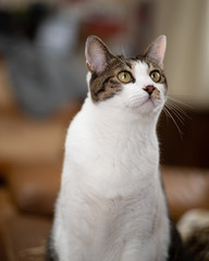 見つめる猫　　キジトラ猫