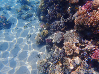 coral reef in Egypt, Makadi Bay