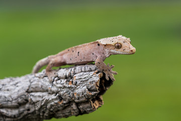 Rhacodactylus ciliatus lizzard from New Caledonia