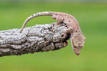 Rhacodactylus ciliatus lizzard from New Caledonia