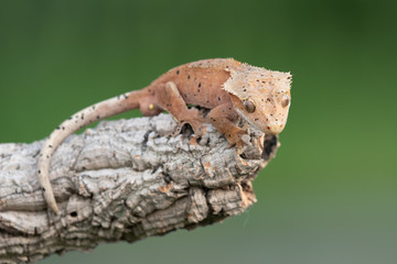 Rhacodactylus ciliatus lizzard from New Caledonia