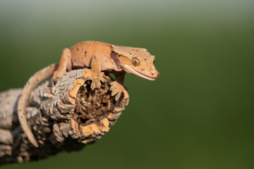 Rhacodactylus ciliatus lizzard from New Caledonia