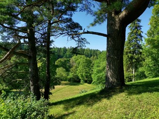 Through the trunks and branches of century-old pines, standing on the slope, a beautiful view opens up to a hilly landscape with a mixed summer forest and green meadows under a bright blue sky.
