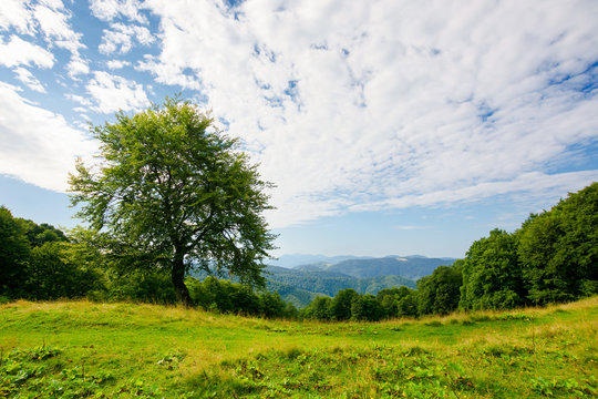 beech tree on the green alpine meadow. carpathian mountain landscape in summertime. wonderful sunny weather with clouds on the blue sky.