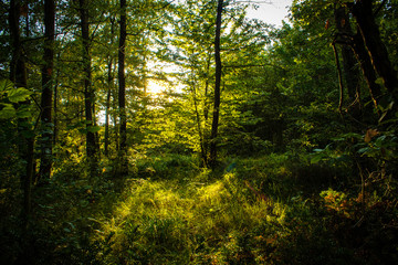 Fototapeta na wymiar sunlight in the forest