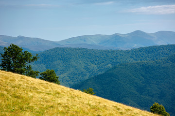 primeval beech forest on the mountain meadow. beautiful landscape in summer. grass and trees on the hills. beauty of transcarpathian nature