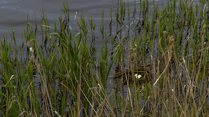 reeds in the water