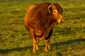 beefy breeding bull in the pasture