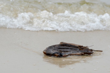 piece of wood on the beach