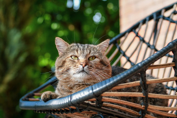 Close up of a cute grey cat resting in the lounge wicker chair on terrace outdoors. Selective focus.