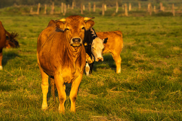 a young calf of meat breed in a meadow on a herd of cows