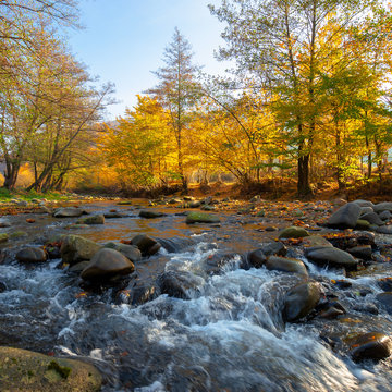 mountain river among the forest in autumn. sunny morning landscape. rocks in the water stream. cloudless blue sky