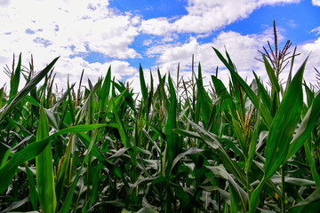 Young corn plants in a field. Maize or sweetcorn plants background. Cornfield texture. Agricultural  and farm concept.