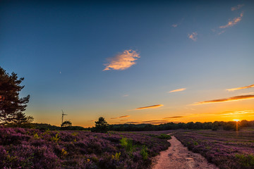 heather at sunset
