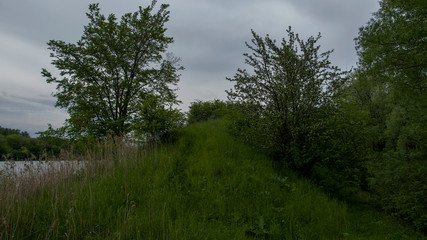 Obraz premium lake in the forest