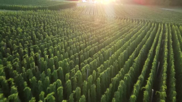 Holledau sunset hop garden view from top