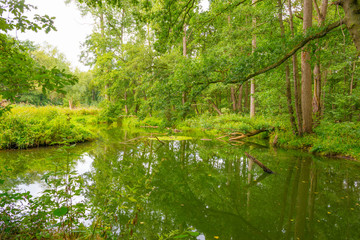 Fototapeta na wymiar The shores of a stream in a green deciduous forest in sunlight in summer, Limburg, The Netherlands, August 23, 2020