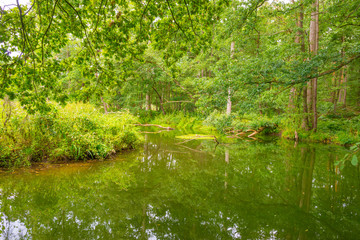 Fototapeta na wymiar The shores of a stream in a green deciduous forest in sunlight in summer, Limburg, The Netherlands, August 23, 2020