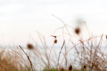 Dragonfly on a twig