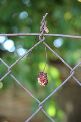 dry cherry on the fence