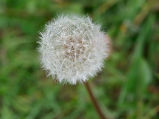 close up of dandelion seed head 