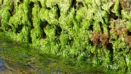 green moss on the stone