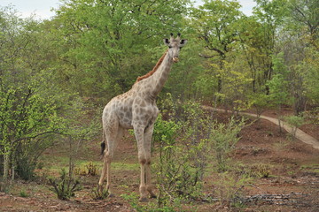 Africa. Zambia. The giraffe eats the leaves of the tree.
