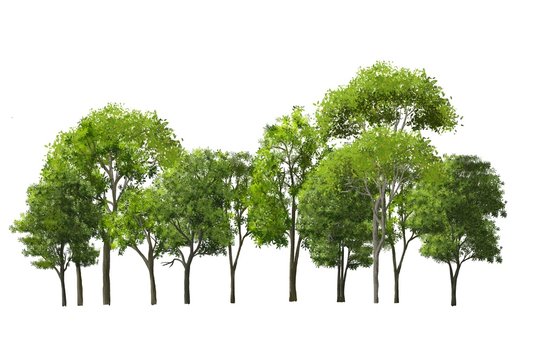 tree isolated on white background, watercolor forest side view for landscape and architecture elements 