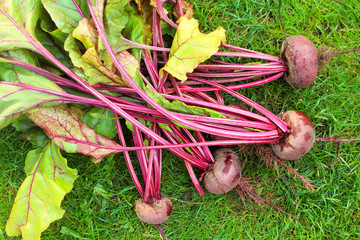 Beets on the grass. Vegetable farm.