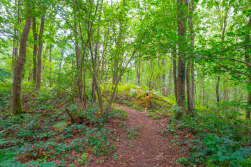 The shores of a stream in a green deciduous forest in sunlight in summer, Limburg, The Netherlands, August 23, 2020