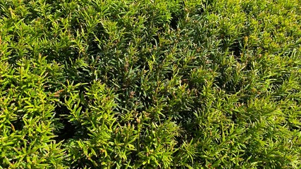 green plants background