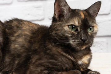 portrait of domestic tortoiseshell cat on white background